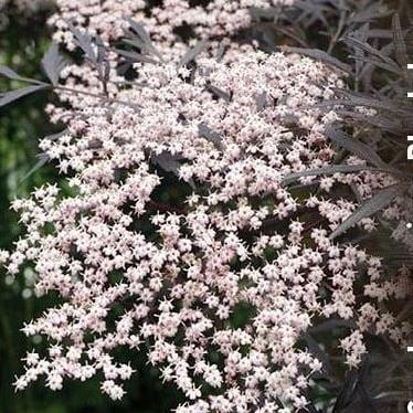 Sambucus nigra Black Lace Kluit 150 - 175 cm