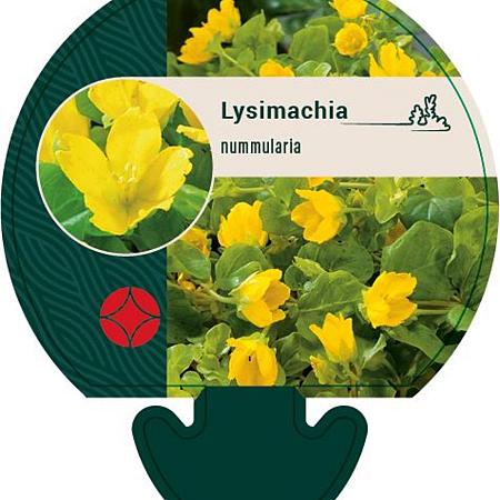 Lysimachia nummularia Pot 9 cm