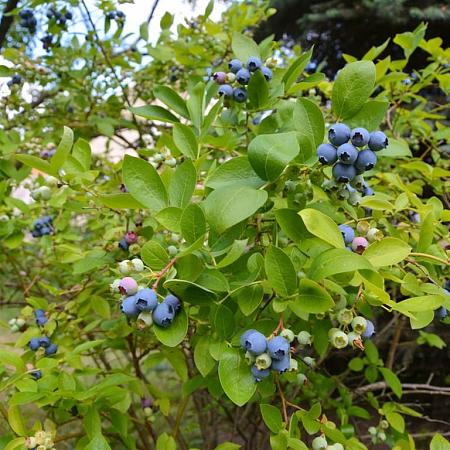 Vaccinium corymbosum Pot 2 Liter