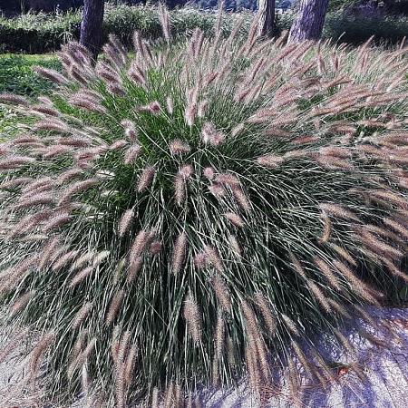 Pennisetum al. 'Gelbstiel' Pot 9 cm