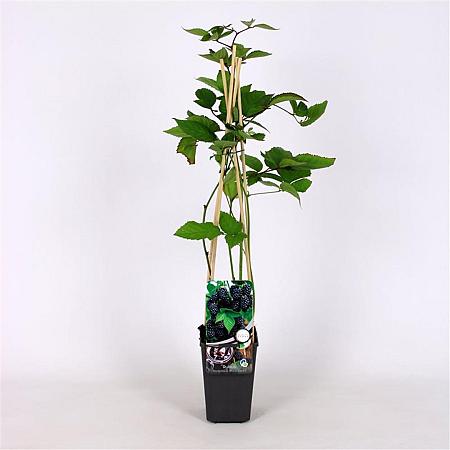 Rubus frut. 'Black Satin' Pot 2 Liter