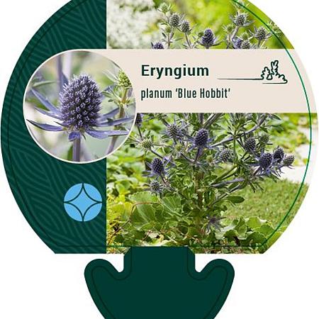 Eryngium pl. 'Blue Hobbit' Pot 9 cm