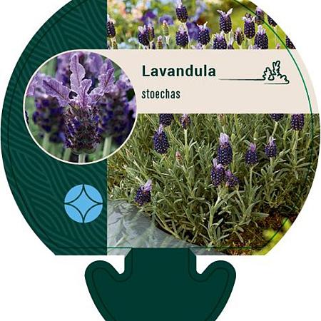 Lavandula stoechas Pot 9 cm