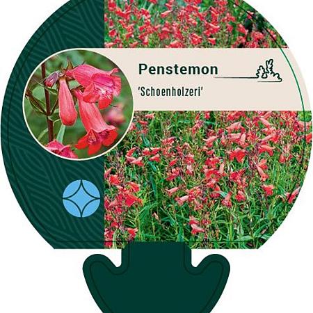 Penstemon 'Schoenholzeri' Pot 9 cm
