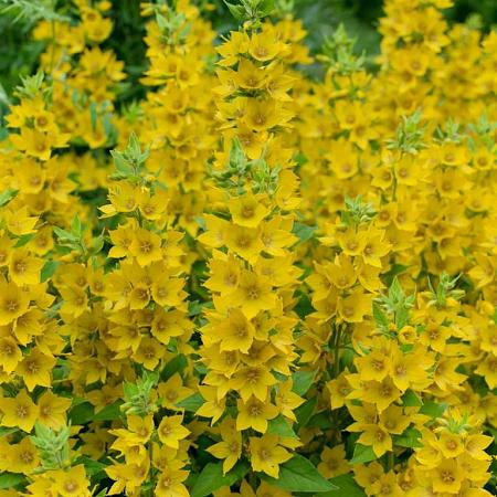 Lysimachia punctata Pot 9 cm