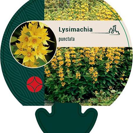 Lysimachia punctata Pot 9 cm