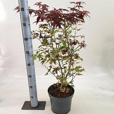 Acer pal. 'Atropurpureum' Pot 5 Liter 60 - 80 cm