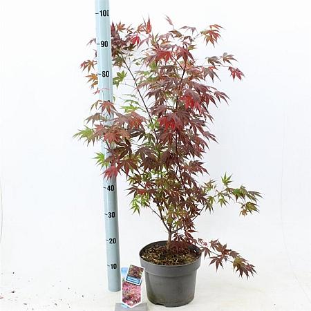 Acer pal. 'Atropurpureum' Pot 5 Liter 60 - 80 cm