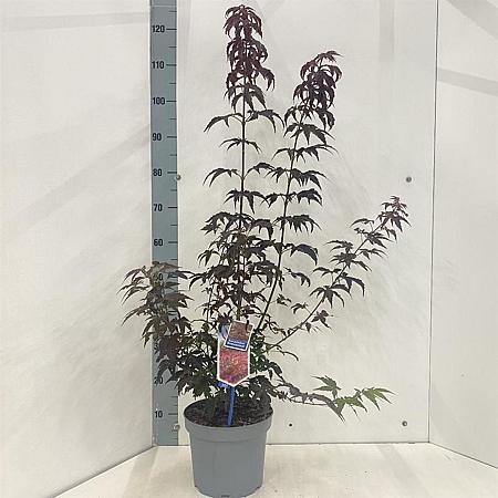 Acer pal. 'Atropurpureum' Pot 5 Liter 60 - 80 cm