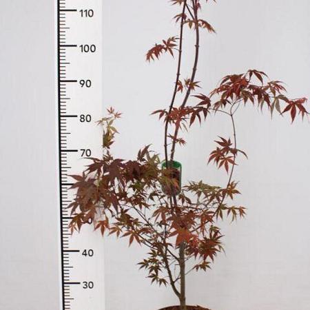 Acer pal. 'Atropurpureum' Pot 5 Liter 60 - 80 cm