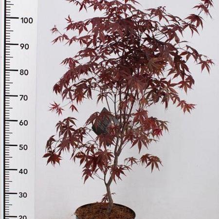 Acer pal. 'Bloodgood' Pot 5 Liter 60 - 80 cm