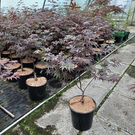 Acer pal. 'Bloodgood' Kluit 60 - 80 cm