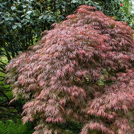 Acer pal. 'Dissectum' Pot 10 liter 80 - 100 cm