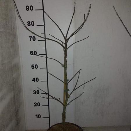 Acer pal. 'Garnet' Pot 5 Liter 60 - 80 cm