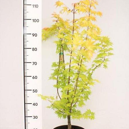 Acer pal. 'Orange Dream' Pot 5 Liter 60 - 80 cm