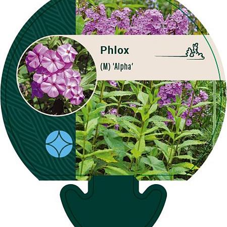 Phlox (M) 'Alpha' Pot 9 cm