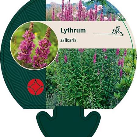 Lythrum salicaria Pot 9 cm