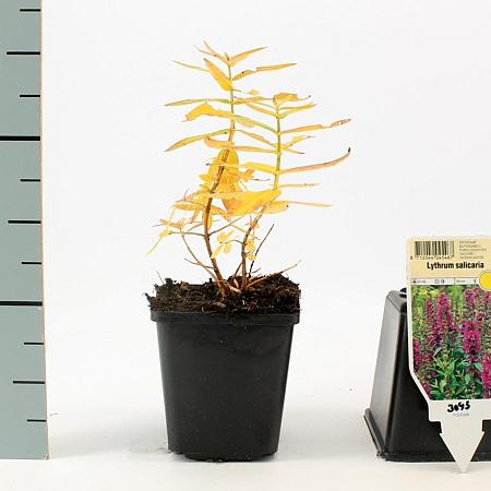 Lythrum salicaria Pot 9 cm