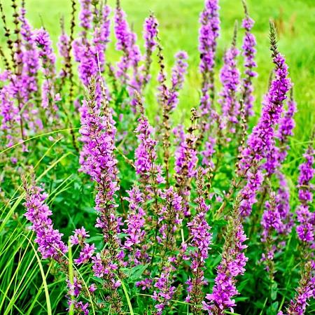 Lythrum salicaria Pot 9 cm