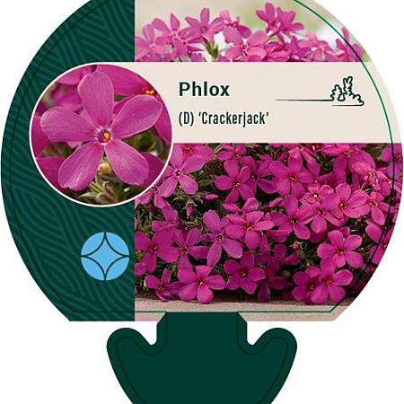 Phlox (D) 'Crackerjack' Pot 9 cm