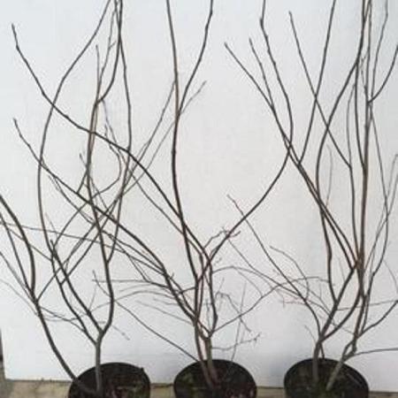 Amelanchier lamarckii Pot 7,5 Liter 100 - 125 cm