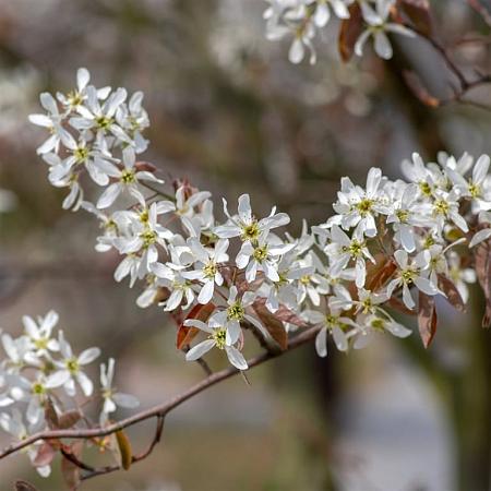 Amelanchier lamarckii Pot 7,5 Liter 125 - 150 cm