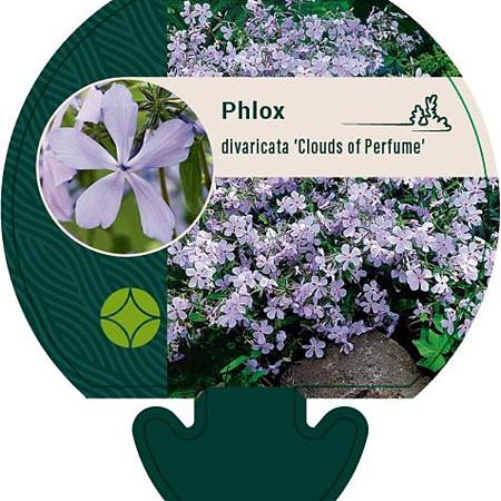 Phlox div. 'Clouds of Perfume' Pot 9 cm
