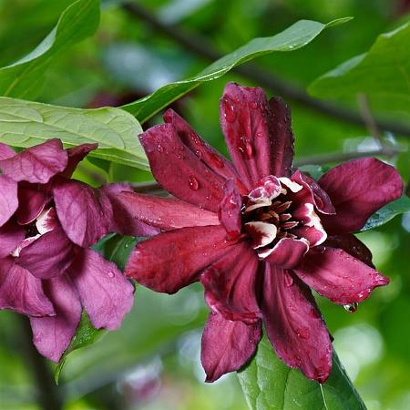 Calycanthus floridus Pot 10 liter 100 - 125 cm
