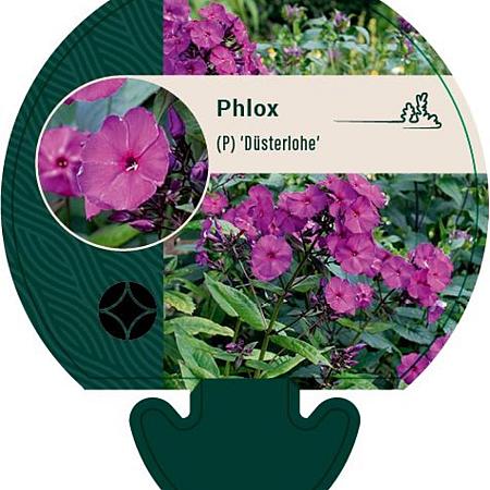 Phlox (P) 'Düsterlohe' Pot 9 cm