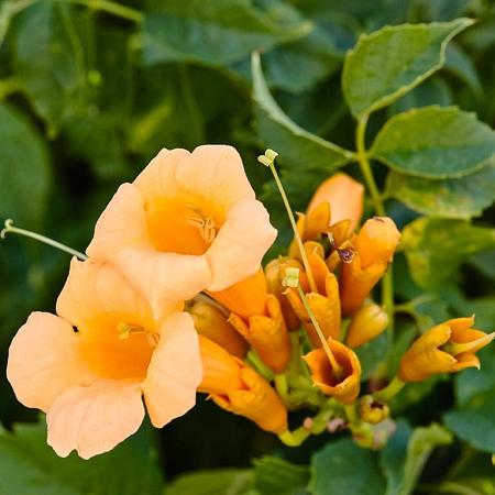 Campsis rad. 'Flava' Pot 10 liter 150 - 175 cm