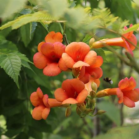 Campsis t. 'Mme Galen' Pot 7,5 Liter 150 - 175 cm