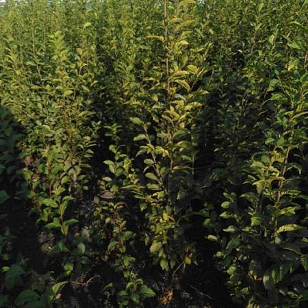 Carpinus bet. 'Fastigiata' Kluit 175 - 200 cm