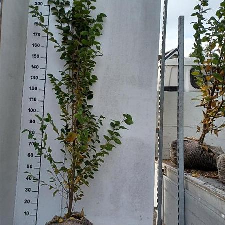 Carpinus bet. 'Frans Fontaine' Kluit 175 - 200 cm