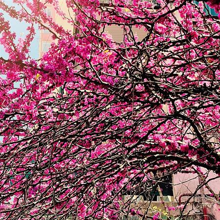 Cercis chinensis 'Avondale' Pot 10 liter 60 - 80 cm