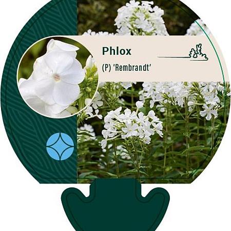 Phlox (P) 'Rembrandt' Pot 9 cm
