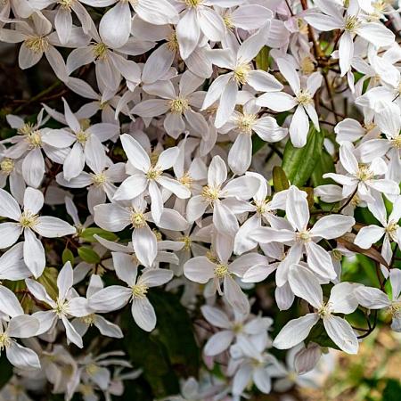 Clematis arm. 'Snowdrift' Pot 7,5 Liter 175 - 200 cm