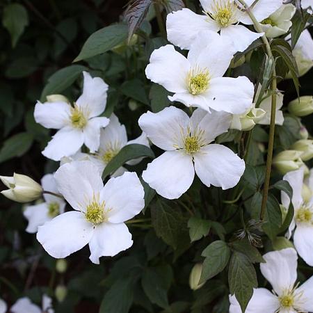 Clematis 'Grandiflora' Pot 7,5 Liter 200 - 225 cm