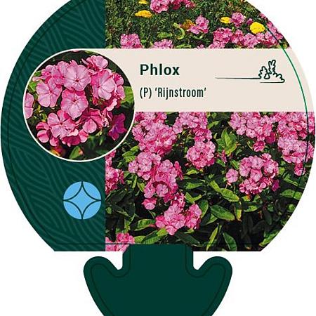 Phlox (P) 'Rijnstroom' Pot 9 cm