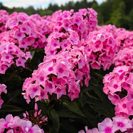 Phlox (P) 'Rijnstroom' Pot 9 cm