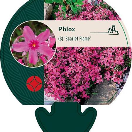 Phlox (S) 'Scarlet Flame' Pot 9 cm