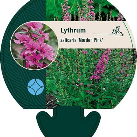 Lythrum sal. 'Morden Pink' Pot 9 cm