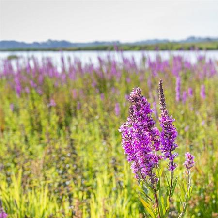 Lythrum sal. 'Morden Pink' Pot 9 cm