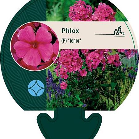 Phlox (P) 'Tenor' Pot 9 cm