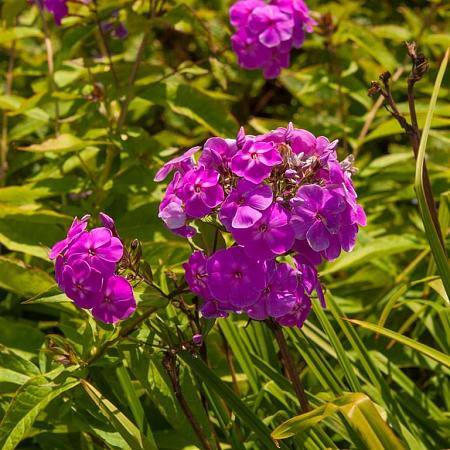 Phlox (P) 'Tenor' Pot 9 cm