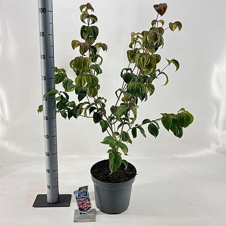 Cornus k. 'Satomi' Pot 7,5 Liter 60 - 80 cm