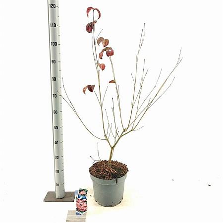 Cornus k. 'Satomi' Pot 7,5 Liter 60 - 80 cm