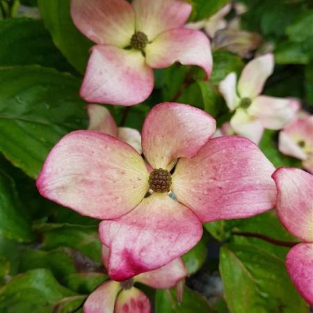 Cornus k. 'Satomi' Pot 20 Liter 100 - 125 cm