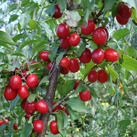Cornus mas Pot 15 liter 175 - 200 cm