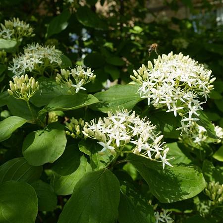 Cornus sanguinea Pot 15 liter 150 - 175 cm