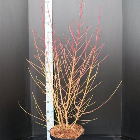 Cornus sang. 'Midwinter Fire' Pot 10 liter 80 - 100 cm